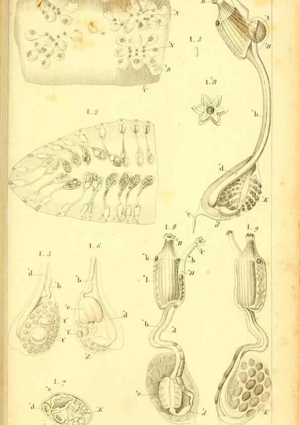 Reproducción/Reproduction 9193023456: Mémoires sur les animaux sans vertèbres /. Paris :G. Dufour,1816.
