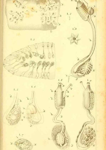 Reproducción/Reproduction 9193023456: Mémoires sur les animaux sans vertèbres /. Paris :G. Dufour,1816.