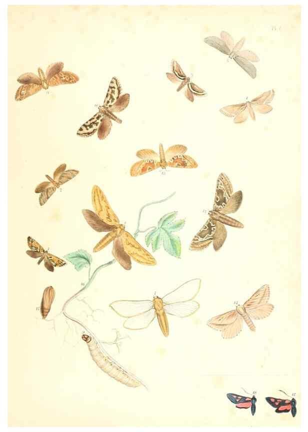 Reproducción/Reproduction 9213762097: British moths and their transformations.. London :W. Smith,1843-45.