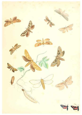 Reproducción/Reproduction 9213762097: British moths and their transformations.. London :W. Smith,1843-45.