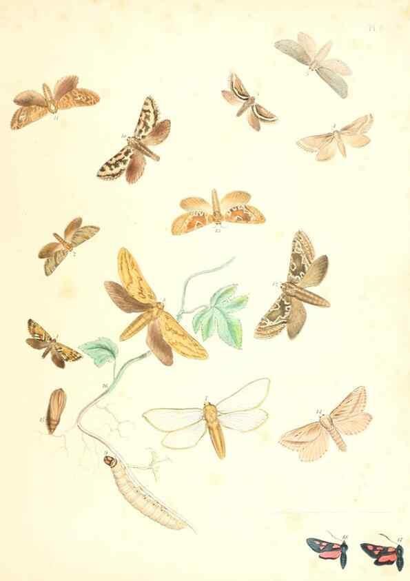 Reproducción/Reproduction 9213762097: British moths and their transformations.. London :W. Smith,1843-45.
