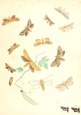 Reproducción/Reproduction 9213762097: British moths and their transformations.. London :W. Smith,1843-45.