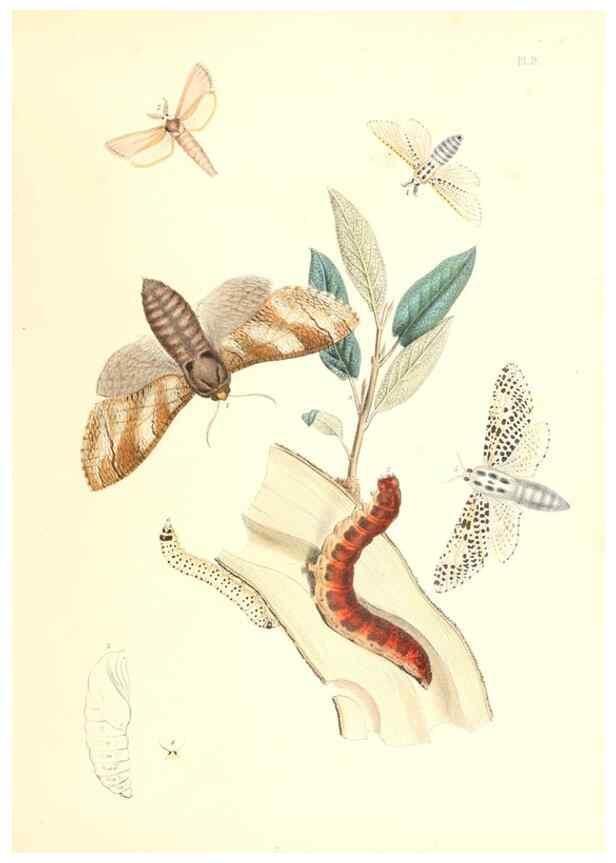 Reproducción/Reproduction 9213763429: British moths and their transformations.. London :W. Smith,1843-45.