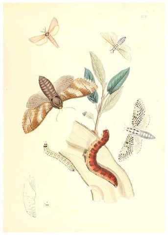 Reproducción/Reproduction 9213763429: British moths and their transformations.. London :W. Smith,1843-45.