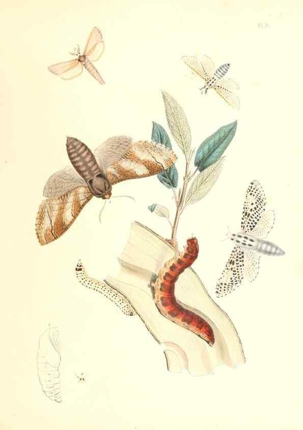 Reproducción/Reproduction 9213763429: British moths and their transformations.. London :W. Smith,1843-45.