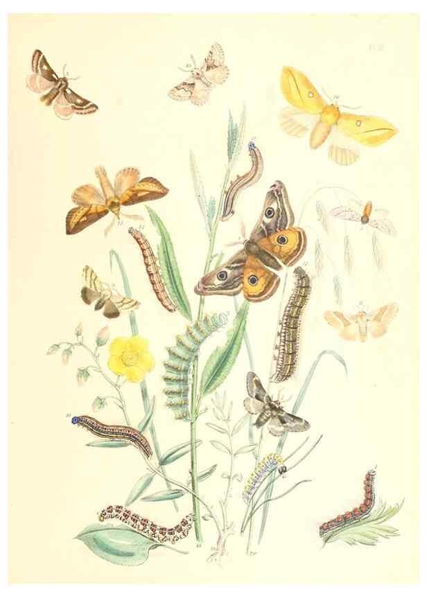 Reproducción/Reproduction 9216539674: British moths and their transformations.. London :W. Smith,1843-45.
