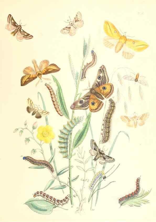 Reproducción/Reproduction 9216539674: British moths and their transformations.. London :W. Smith,1843-45.