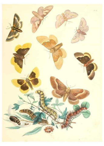 Reproducción/Reproduction 9213766013: British moths and their transformations.. London :W. Smith,1843-45.