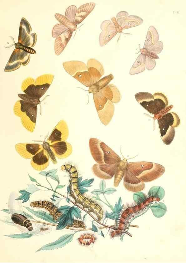 Reproducción/Reproduction 9213766013: British moths and their transformations.. London :W. Smith,1843-45.