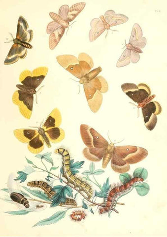 Reproducción/Reproduction 9213766013: British moths and their transformations.. London :W. Smith,1843-45.