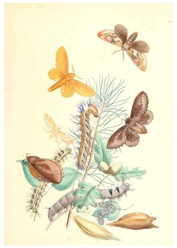 Reproducción/Reproduction 9213767089: British moths and their transformations.. London :W. Smith,1843-45.