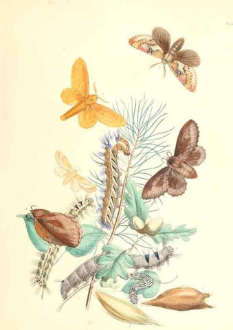 Reproducción/Reproduction 9213767089: British moths and their transformations.. London :W. Smith,1843-45.