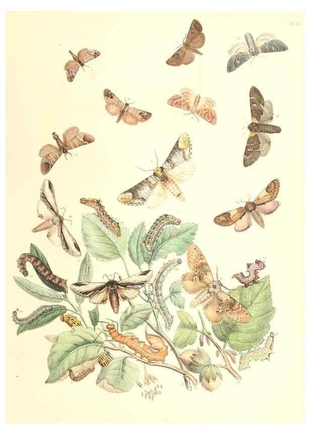 Reproducción/Reproduction 9213768329: British moths and their transformations.. London :W. Smith,1843-45.