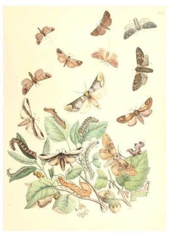 Reproducción/Reproduction 9213768329: British moths and their transformations.. London :W. Smith,1843-45.