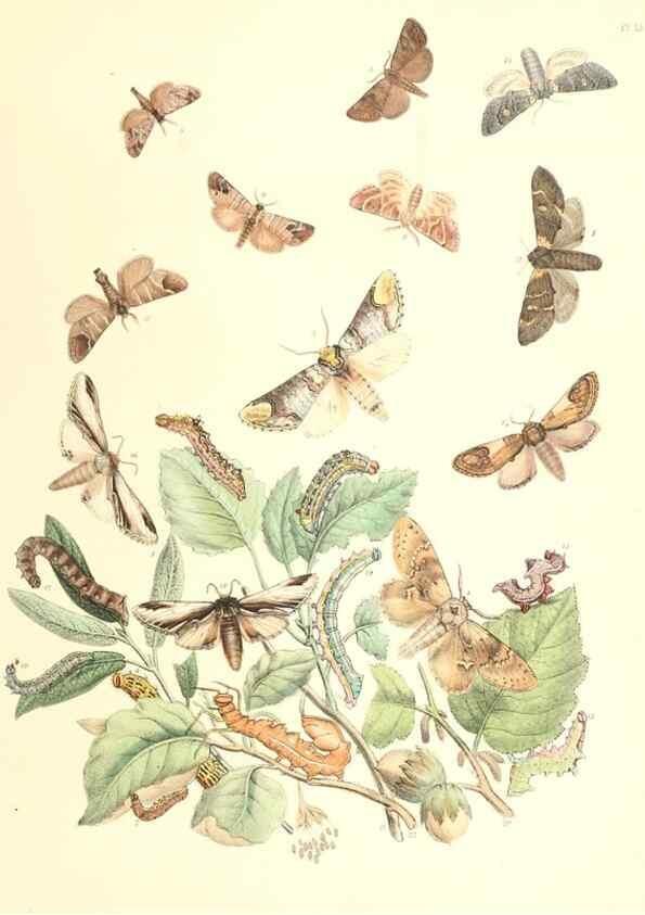 Reproducción/Reproduction 9213768329: British moths and their transformations.. London :W. Smith,1843-45.