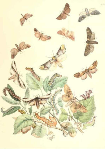 Reproducción/Reproduction 9213768329: British moths and their transformations.. London :W. Smith,1843-45.