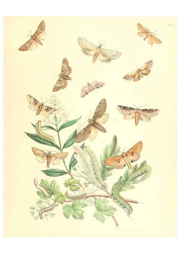 Reproducción/Reproduction 9213769033: British moths and their transformations.. London :W. Smith,1843-45.