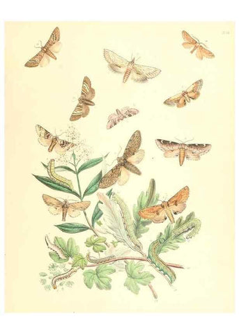 Reproducción/Reproduction 9213769033: British moths and their transformations.. London :W. Smith,1843-45.