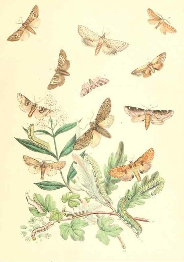 Reproducción/Reproduction 9213769033: British moths and their transformations.. London :W. Smith,1843-45.