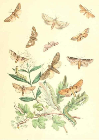 Reproducción/Reproduction 9213769033: British moths and their transformations.. London :W. Smith,1843-45.