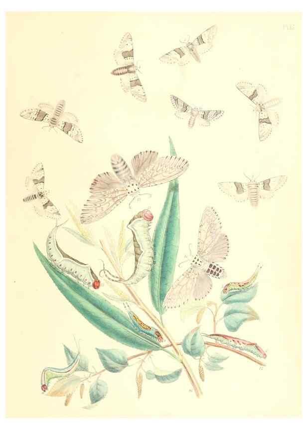 Reproducción/Reproduction 9213770247: British moths and their transformations.. London :W. Smith,1843-45.