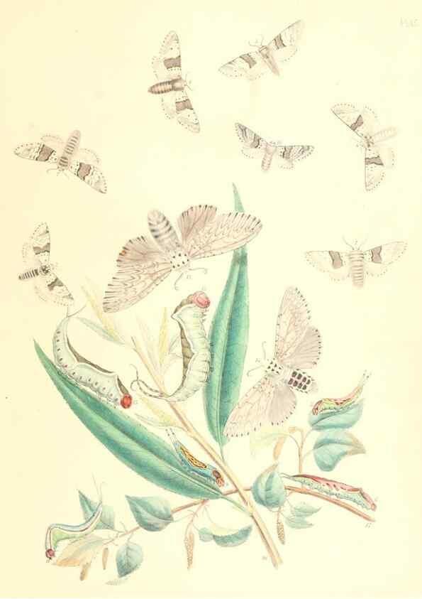 Reproducción/Reproduction 9213770247: British moths and their transformations.. London :W. Smith,1843-45.