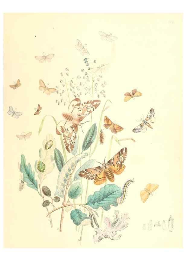 Reproducción/Reproduction 9213771371: British moths and their transformations.. London :W. Smith,1843-45.
