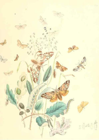 Reproducción/Reproduction 9213771371: British moths and their transformations.. London :W. Smith,1843-45.