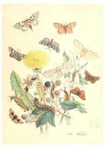 Reproducción/Reproduction 9216547592: British moths and their transformations.. London :W. Smith,1843-45.