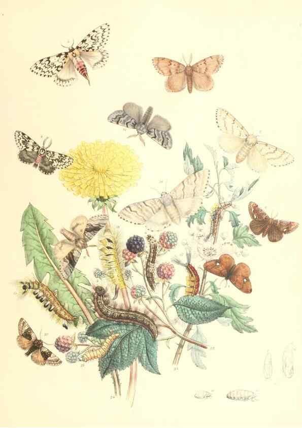 Reproducción/Reproduction 9216547592: British moths and their transformations.. London :W. Smith,1843-45.