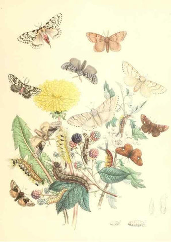 Reproducción/Reproduction 9216547592: British moths and their transformations.. London :W. Smith,1843-45.