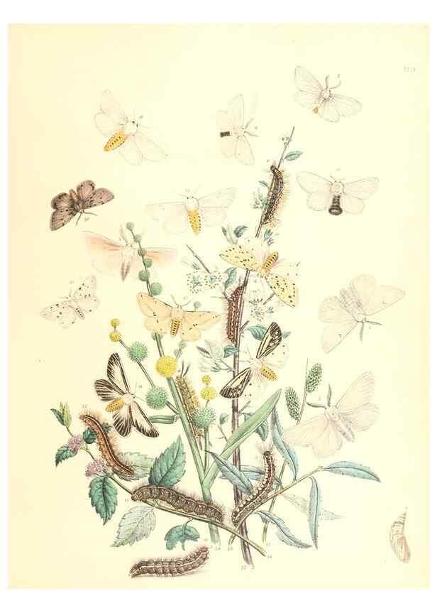 Reproducción/Reproduction 9213773853: British moths and their transformations.. London :W. Smith,1843-45.
