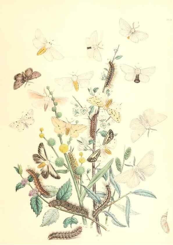 Reproducción/Reproduction 9213773853: British moths and their transformations.. London :W. Smith,1843-45.