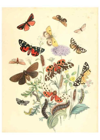 Reproducción/Reproduction 9213774617: British moths and their transformations.. London :W. Smith,1843-45.