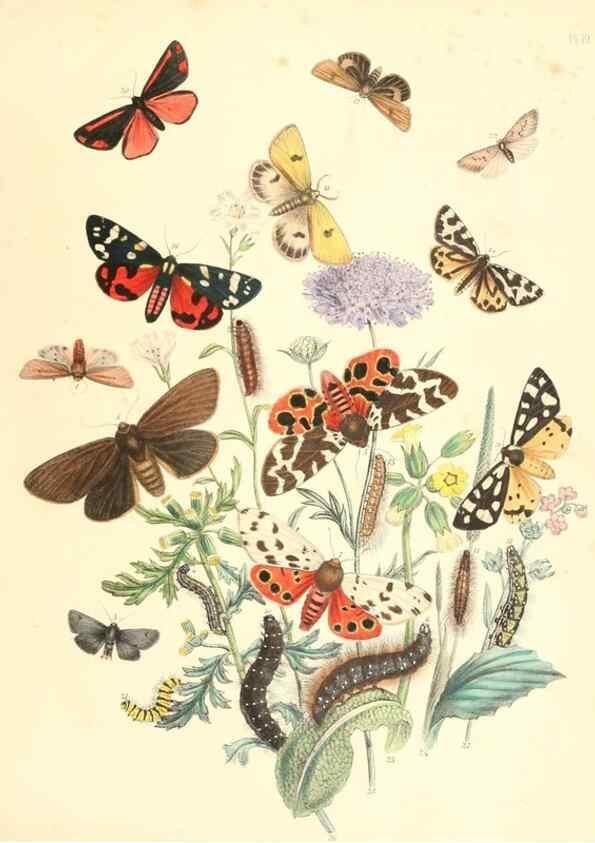 Reproducción/Reproduction 9213774617: British moths and their transformations.. London :W. Smith,1843-45.