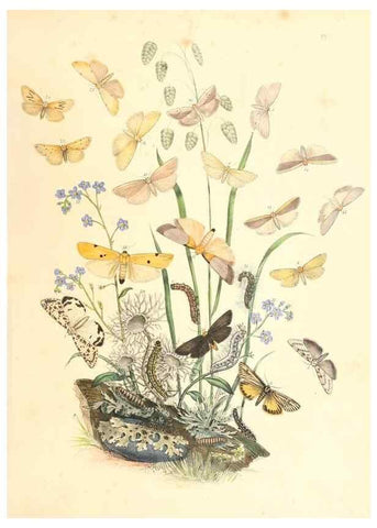 Reproducción/Reproduction 9216550508: British moths and their transformations.. London :W. Smith,1843-45.