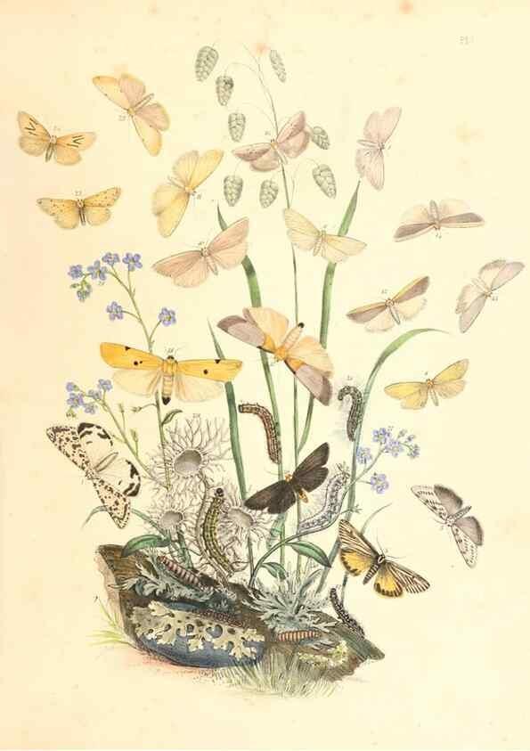 Reproducción/Reproduction 9216550508: British moths and their transformations.. London :W. Smith,1843-45.