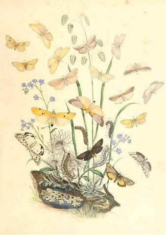 Reproducción/Reproduction 9216550508: British moths and their transformations.. London :W. Smith,1843-45.