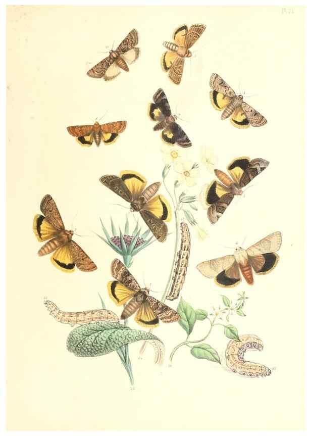 Reproducción/Reproduction 9213776915: British moths and their transformations.. London :W. Smith,1843-45.