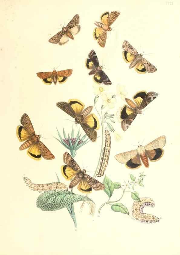 Reproducción/Reproduction 9213776915: British moths and their transformations.. London :W. Smith,1843-45.