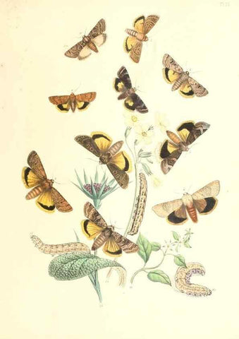 Reproducción/Reproduction 9213776915: British moths and their transformations.. London :W. Smith,1843-45.