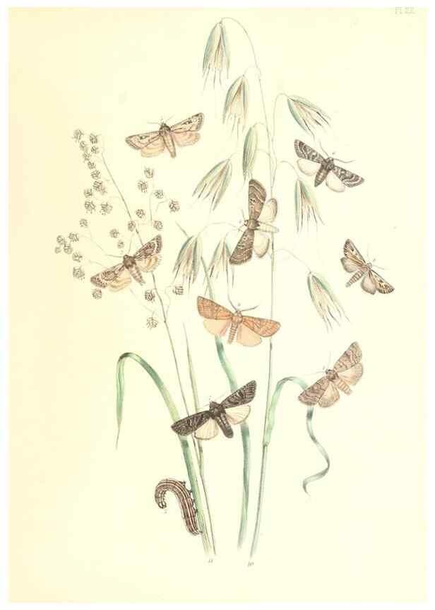 Reproducción/Reproduction 9216552818: British moths and their transformations.. London :W. Smith,1843-45.