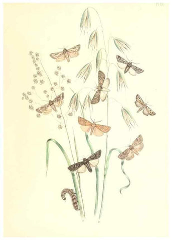 Reproducción/Reproduction 9216552818: British moths and their transformations.. London :W. Smith,1843-45.