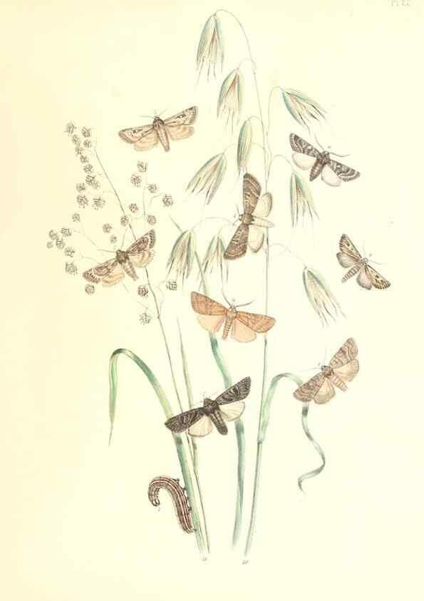 Reproducción/Reproduction 9216552818: British moths and their transformations.. London :W. Smith,1843-45.