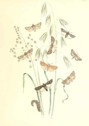Reproducción/Reproduction 9216552818: British moths and their transformations.. London :W. Smith,1843-45.