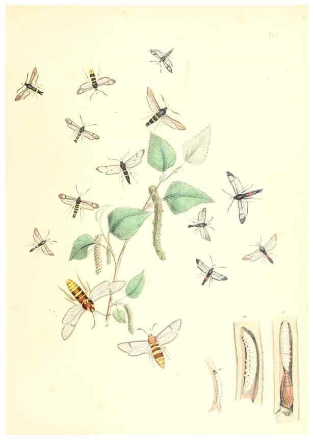 Reproducción/Reproduction 9216536178: British moths and their transformations.. London :W. Smith,1843-45.