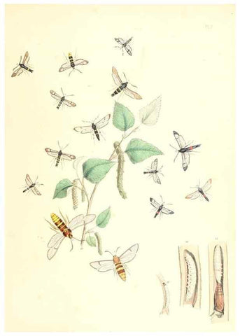 Reproducción/Reproduction 9216536178: British moths and their transformations.. London :W. Smith,1843-45.
