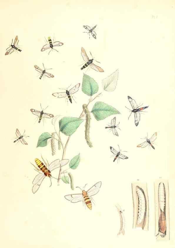 Reproducción/Reproduction 9216536178: British moths and their transformations.. London :W. Smith,1843-45.