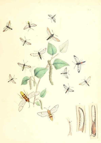 Reproducción/Reproduction 9216536178: British moths and their transformations.. London :W. Smith,1843-45.