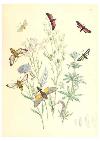Reproducción/Reproduction 9213759887: British moths and their transformations.. London :W. Smith,1843-45.